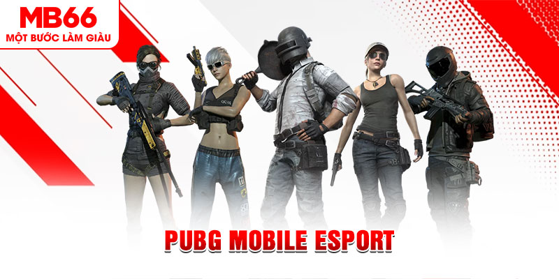 kuwin com gà chọi c1 mới nhất