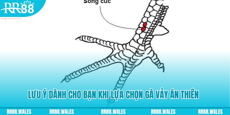 kuwin com how to play roulette at casino