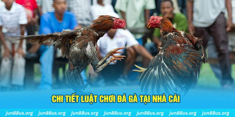 kuwin com đá gà campuchia